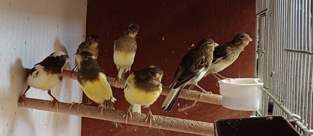 Kanaries, Dieren en Toebehoren