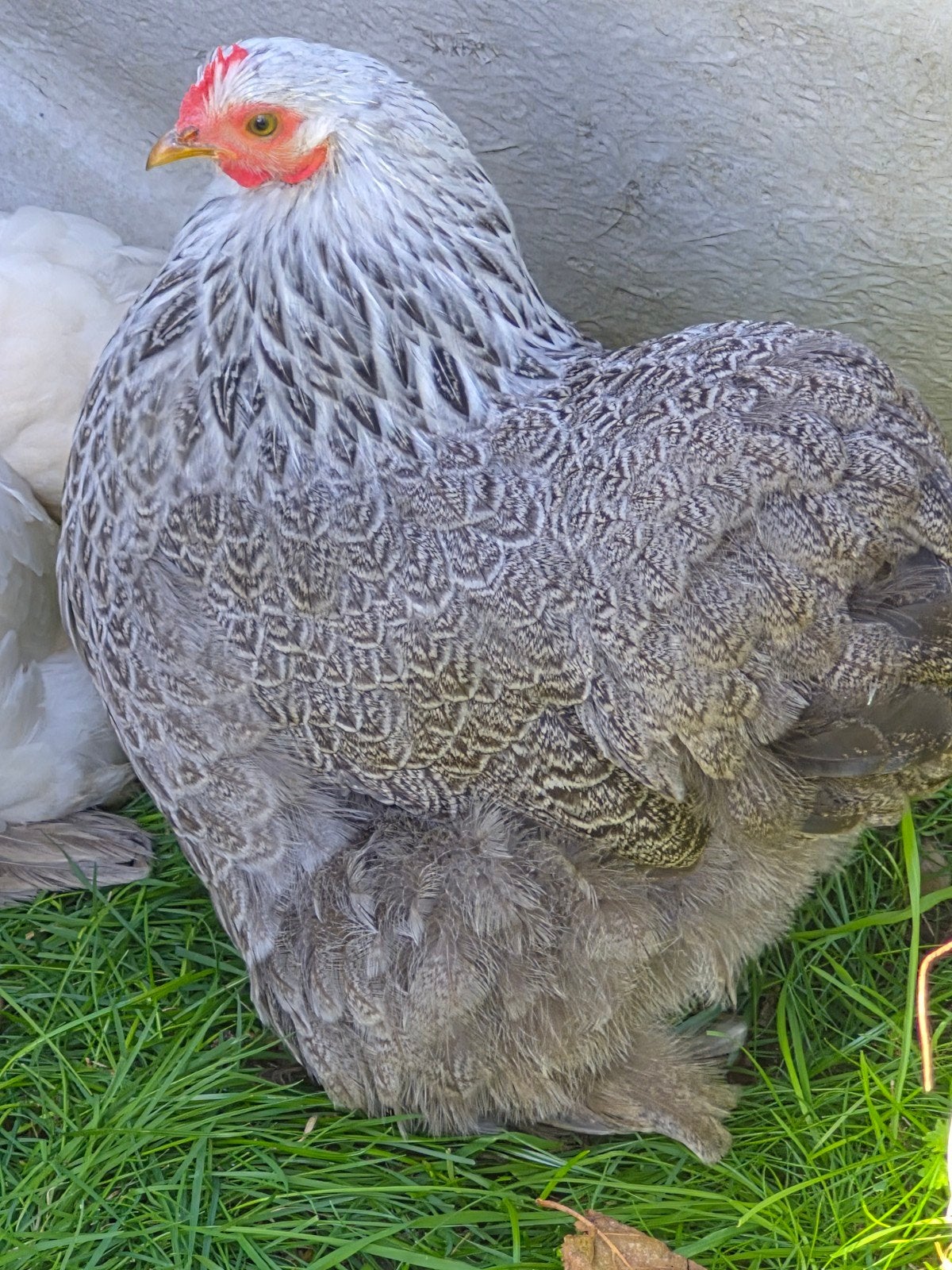 cochin kriel hen zoekt, Dieren en Toebehoren