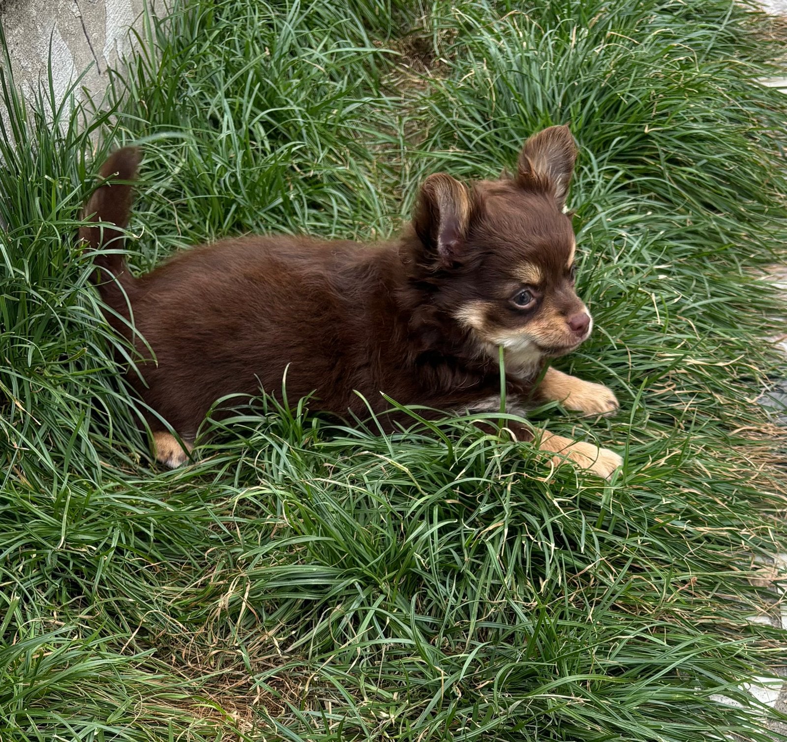 Chocotan pour chiots Chihuahua, Chien (mâle), Hépatite contagieuse (maladie de Rubarth), Belgique, 8 à 15 semaines