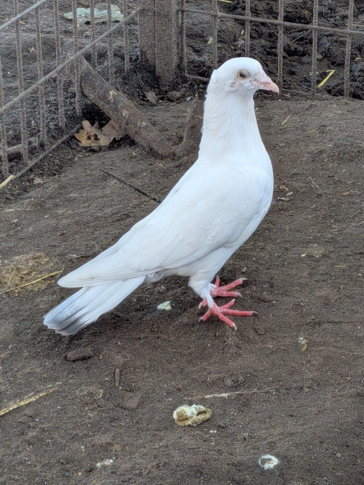 witte duiven