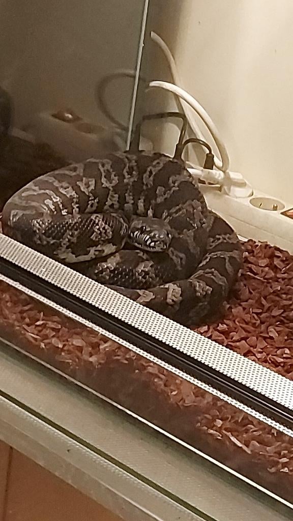 Carpet phyton, Dieren en Toebehoren, Reptielen en Amfibieën, Slang, 3 tot 6 jaar, Met terrarium