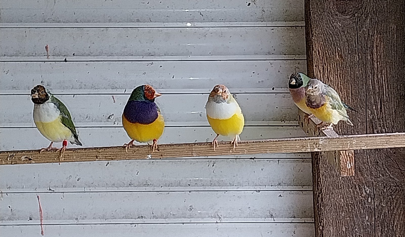 Gouldamadine, Dieren en Toebehoren, Vogels | Overige Vogels