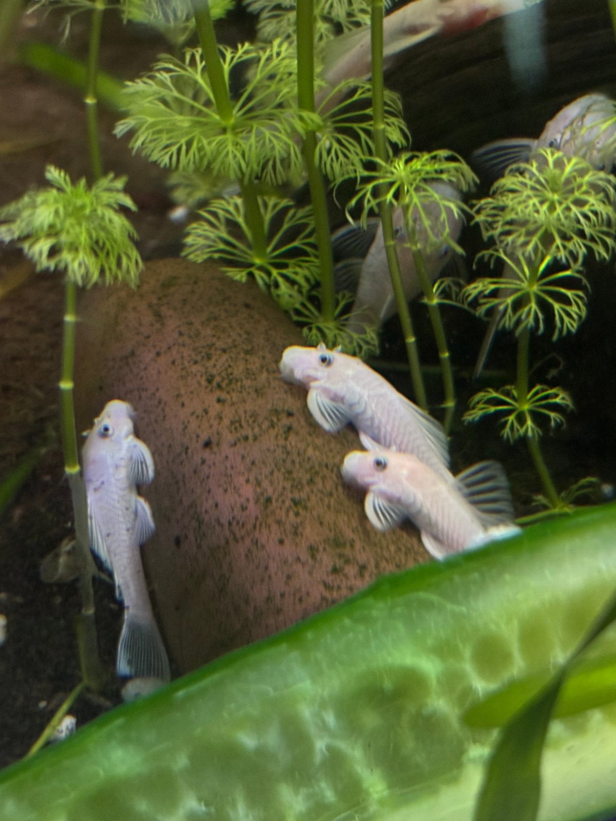 Ancistrus snow white