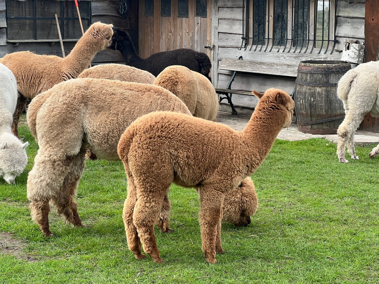Alpaca, Dieren en Toebehoren, April, Vrouwelijk