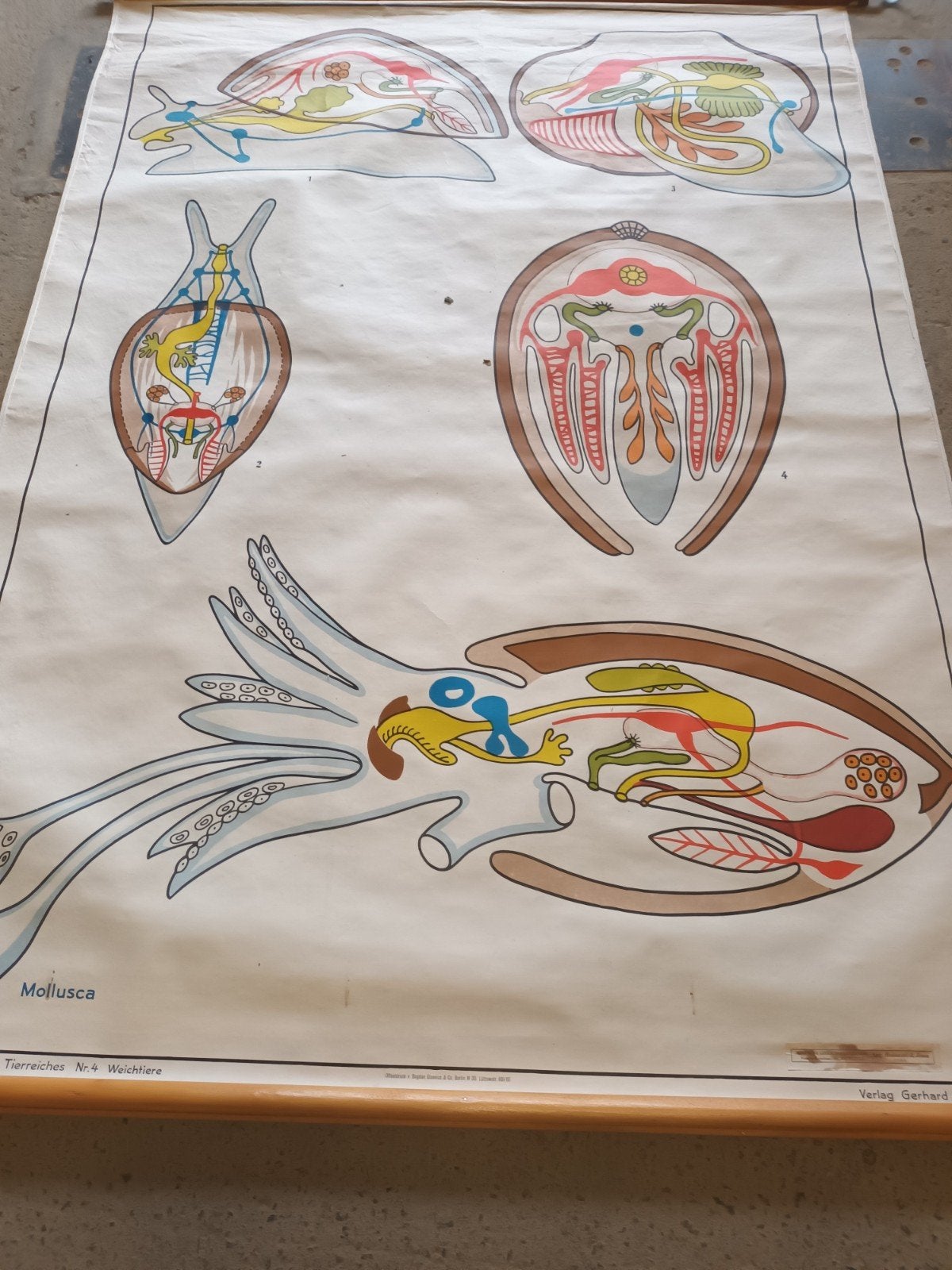 Vintage Schoolplaat Weekdieren (Mollusca), Antiquités & Art, Antiquités | Cartes scolaires, Enlèvement ou Envoi
