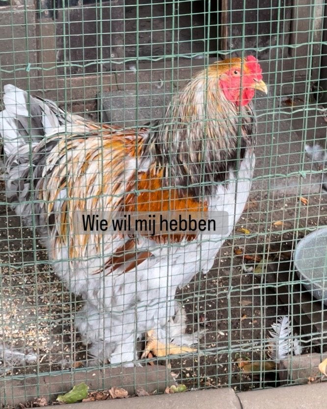 Mooie haan, Dieren en Toebehoren, Pluimvee