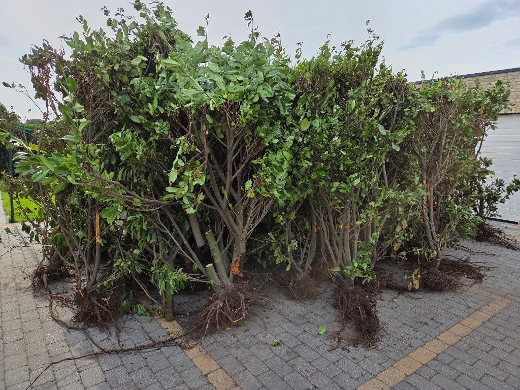 Gratis stookhout/ laurier, Tuin en Terras, Ophalen, Vaste plant, Overige soorten