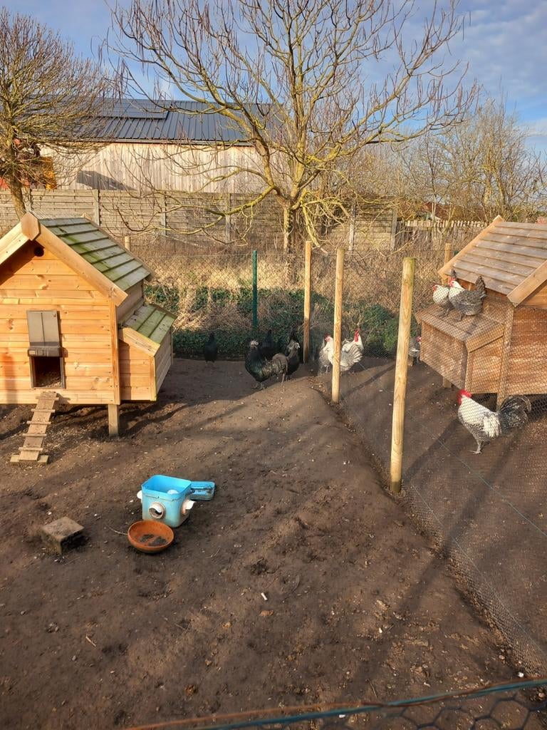 Broedeieren ayam cemani, Dieren en Toebehoren, Pluimvee