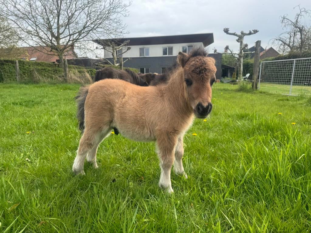 Shetland hengstjes te koop met stamboek, Dieren en Toebehoren, Met stamboom, Niet van toepassing, Hengst, A pony (tot 1.17m)