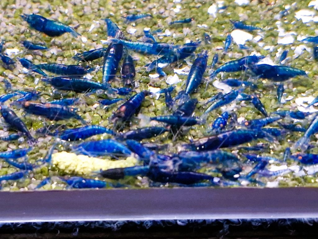 Neocaridina Blue Dream - Blauwe Garnalen, Dieren en Toebehoren, Kreeft, Krab of Garnaal, Zoetwatervis