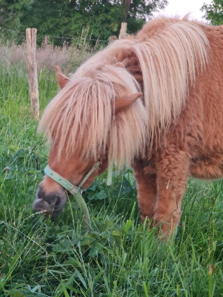 Jaarling merrie met nl chip afstamming word 97cm, Animaux & Accessoires, Poneys, Jument