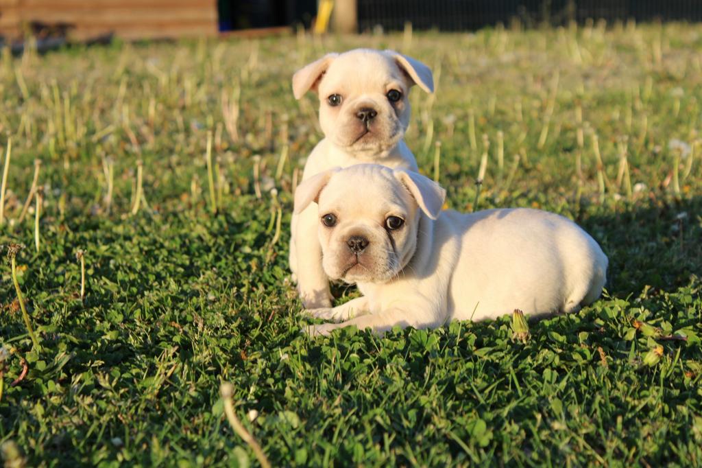 Chiots bouledogue français bien élevés, Bouledogue, Plusieurs, Hépatite contagieuse (maladie de Rubarth), Belgique