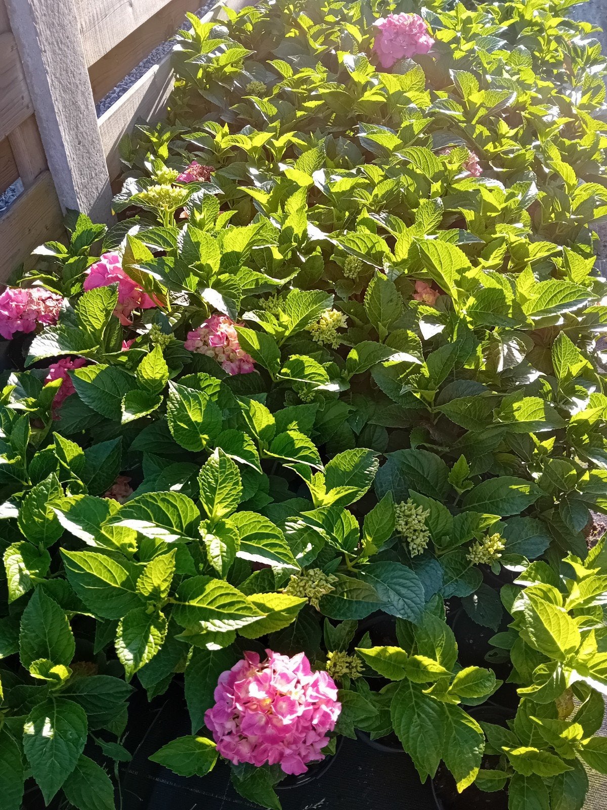Hortensia's, Tuin en Terras, Ophalen, Hortensia