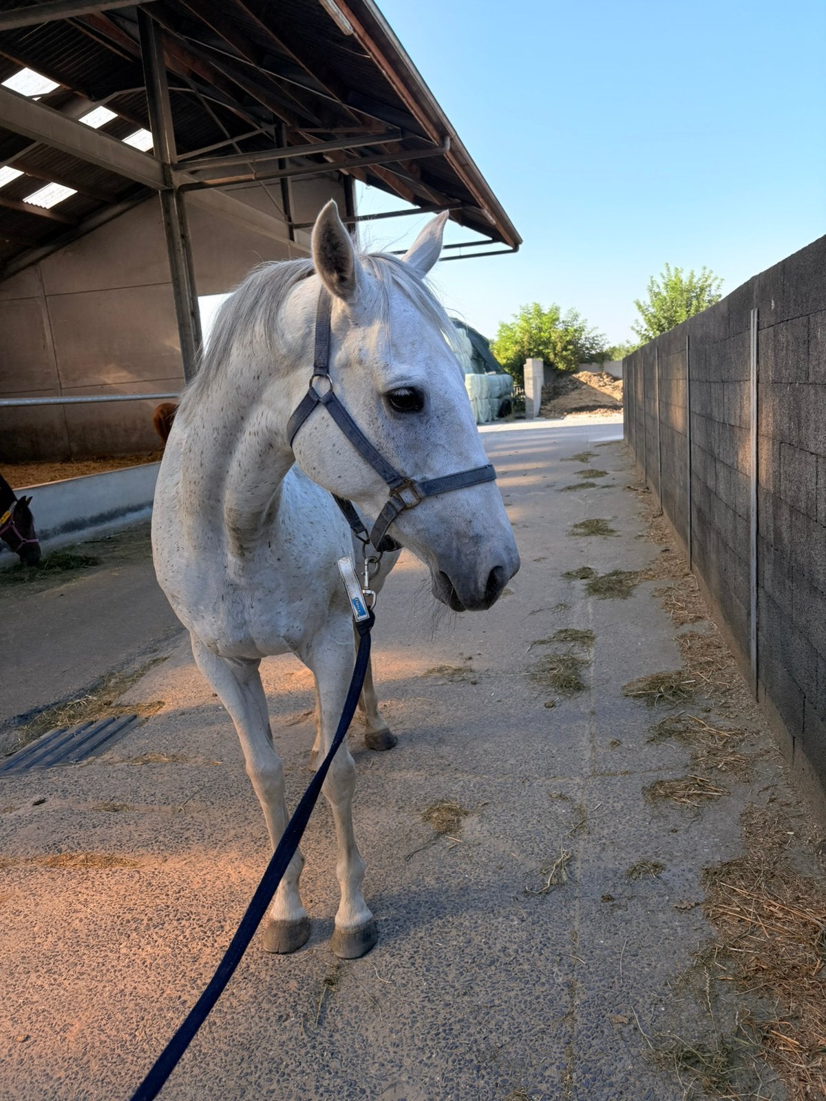 Paard te koop, Dieren en Toebehoren, Paarden en Pony's | Dekens en Dekjes, Ophalen of Verzenden