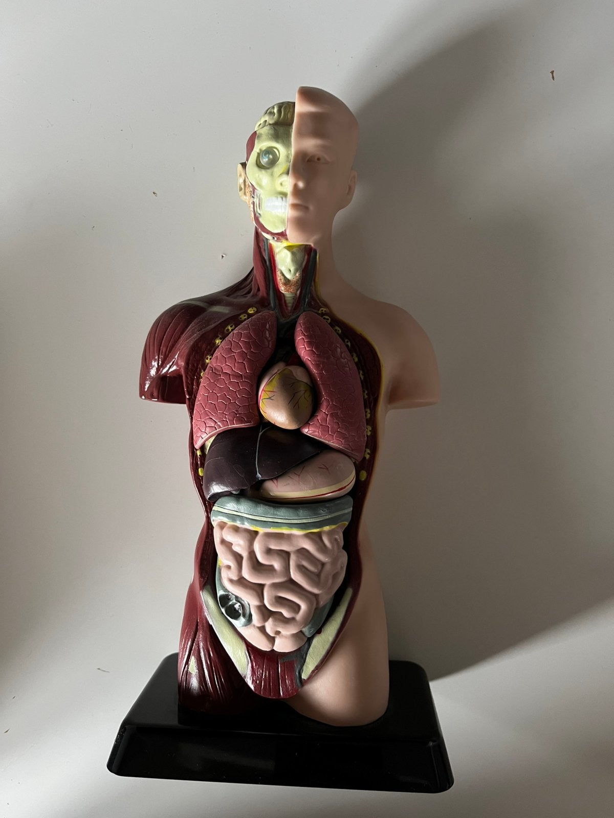 Anatomisch model, Antiek en Kunst, Ophalen of Verzenden