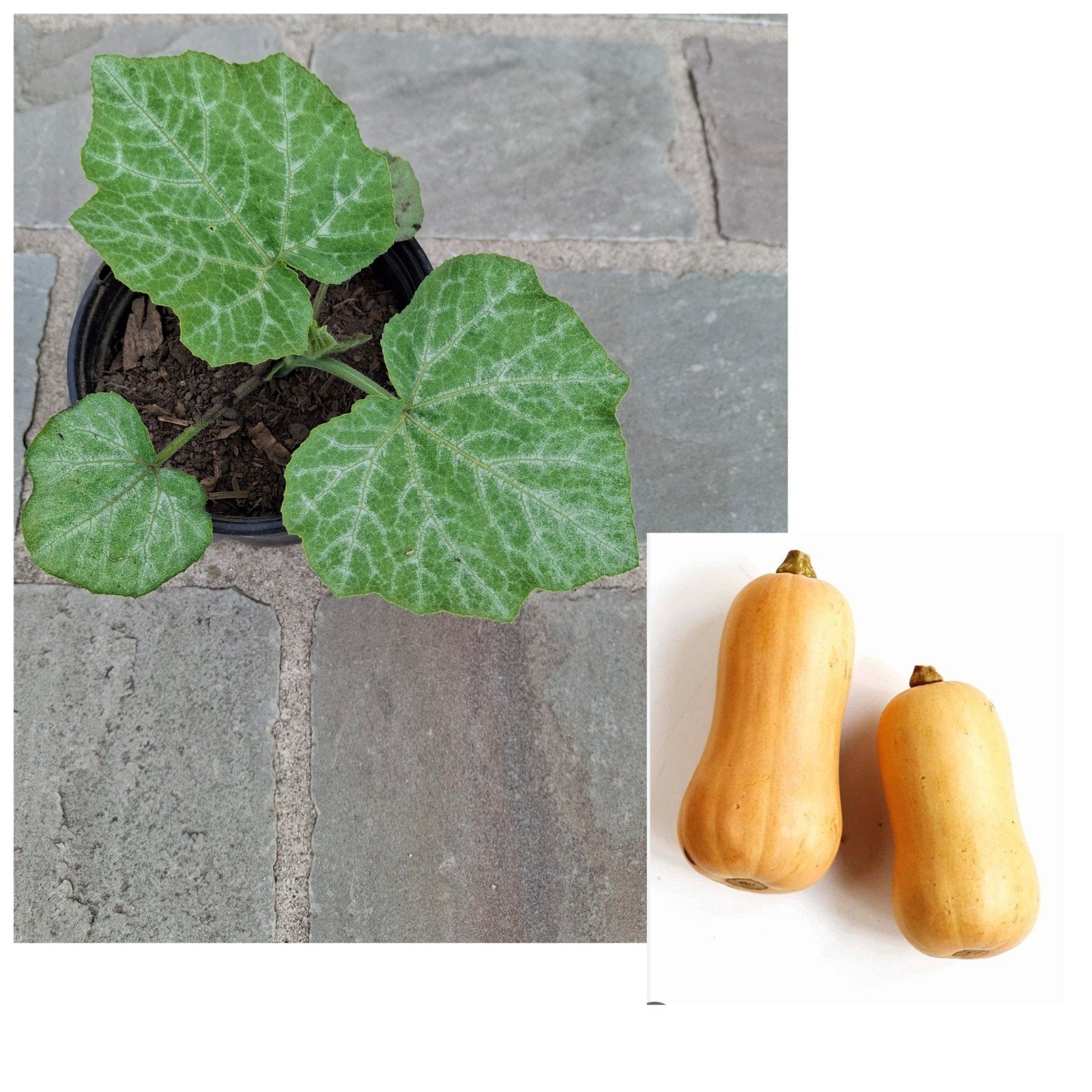Butternutplantjes 1,5€  stuk, Jardin & Terrasse, Bulbes & Semences, Enlèvement