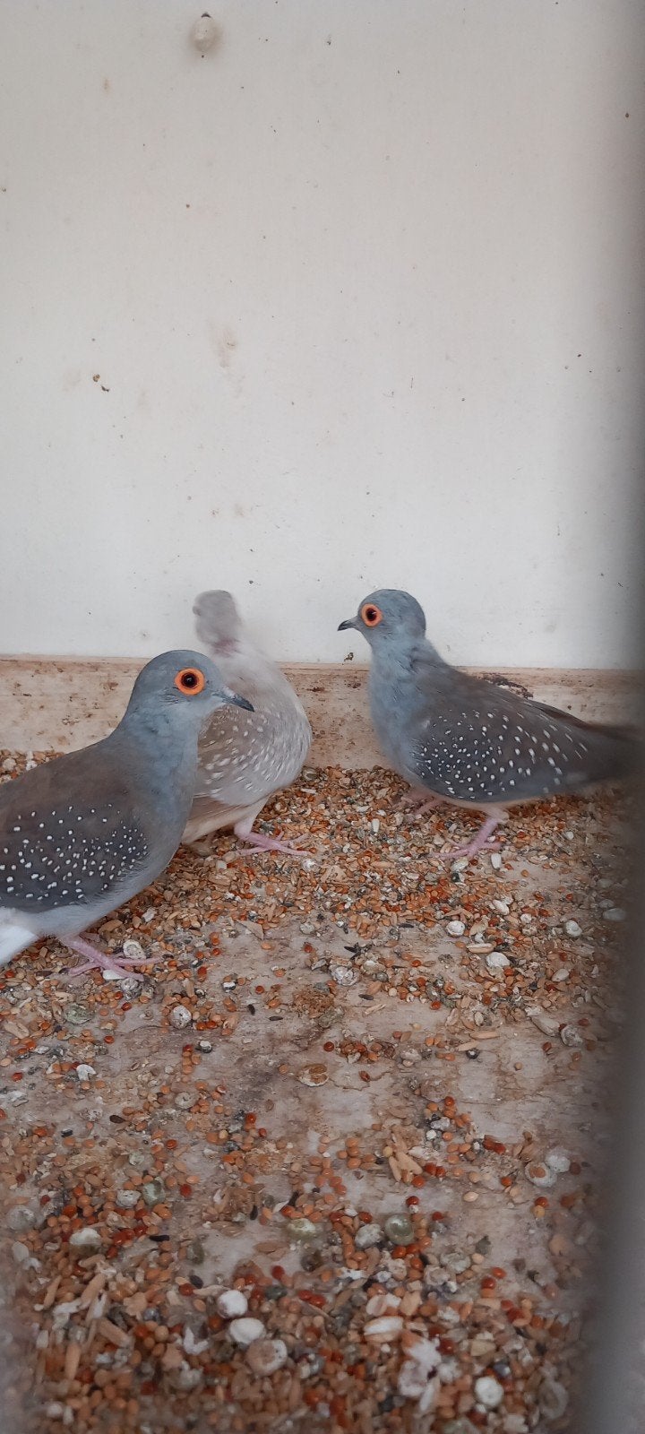 diamant duiven koppel, Dieren en Toebehoren, Meerdere dieren, Overige soorten