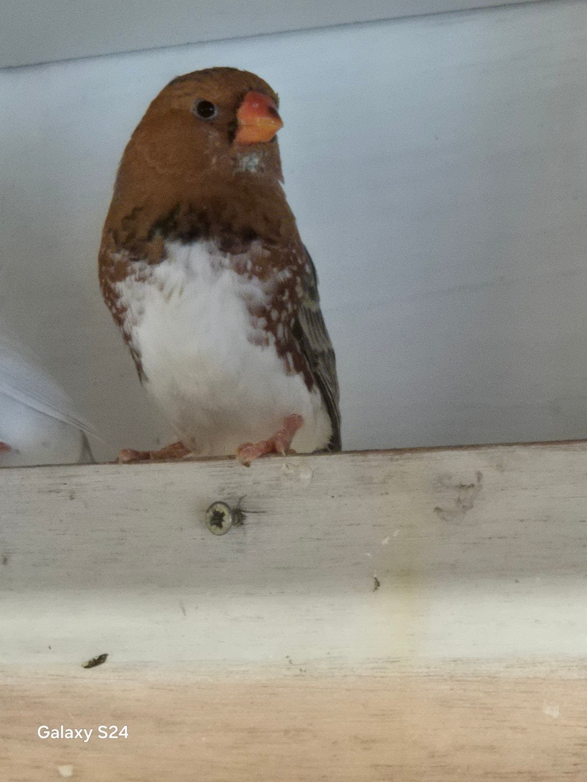 Zebravinken goot model..isabel, bont,wit ,oranjeborst,bruin, Dieren en Toebehoren, Vogels | Overige Vogels