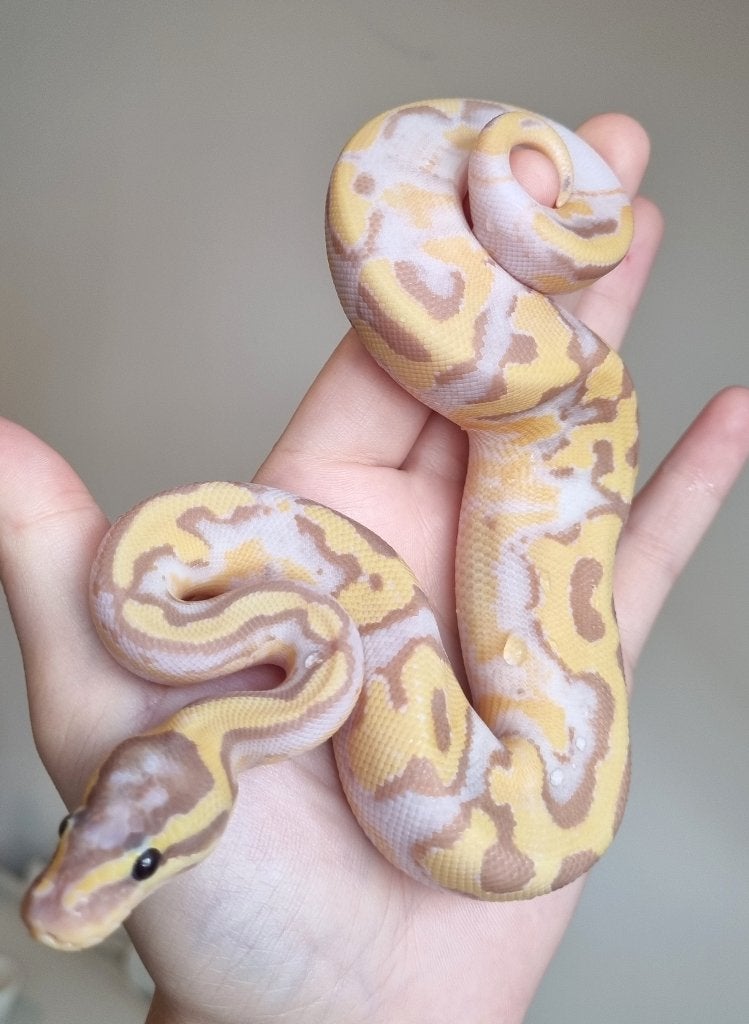 1.0 banana enchi pastel piebald koningspython Ball Python photo 2