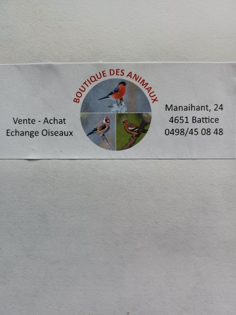 A vendre grand choix d'oiseaux, Animaux & Accessoires, Plusieurs animaux, Oiseau tropical, Domestique