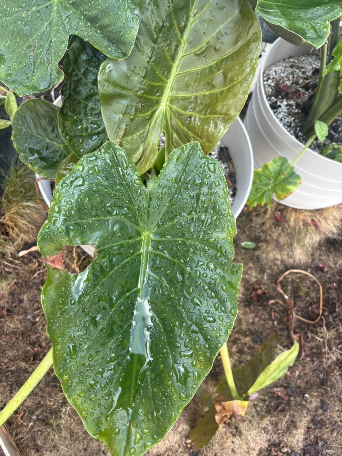 Alascosiia wentii, Ophalen