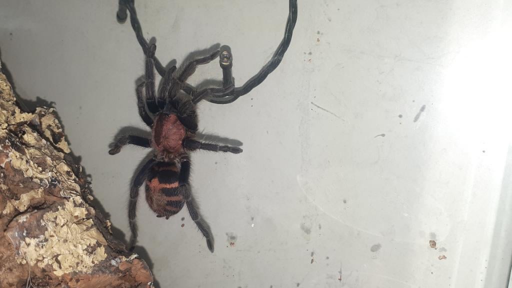 Davus pentaloris (tarantula, vogelspin), Dieren en Toebehoren, Spin of Schorpioen
