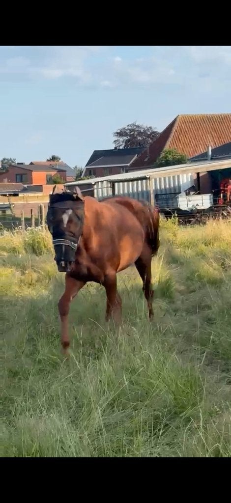 3j draver te koop, Jument, Débourré