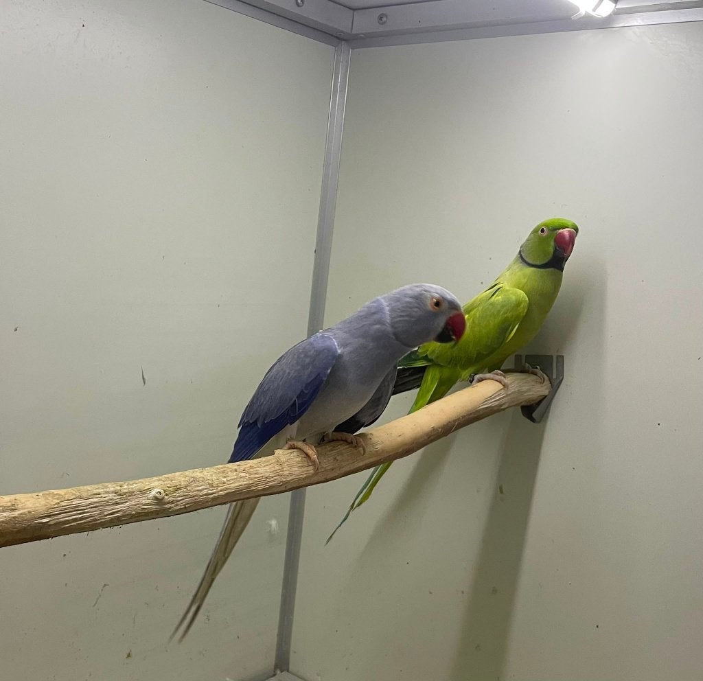 kweekkoppel halsbandparkieten opaline wkws, Dieren en Toebehoren, Parkiet