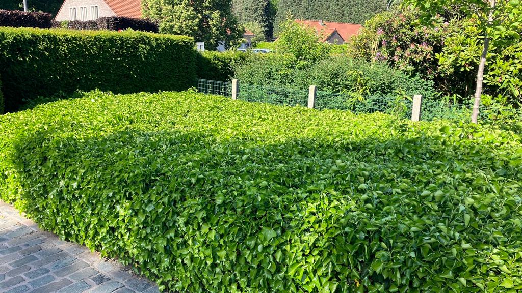Lierre de brousse Hedera Helix Arborescens, Jardin & Terrasse, Enlèvement, Autres espèces, Arbuste, 100 à 250 cm