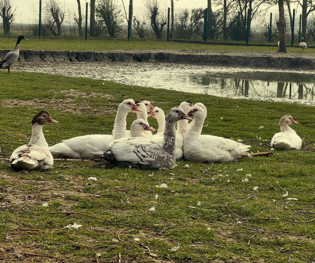 Barbarie eenden, Dieren en Toebehoren