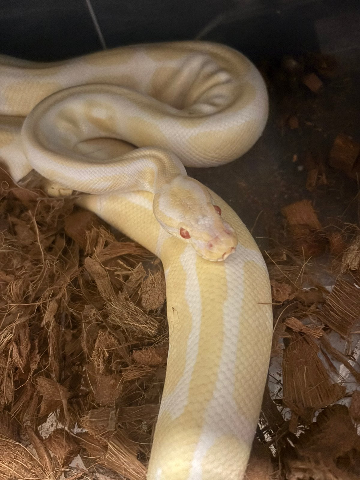 Python regius (Namur)