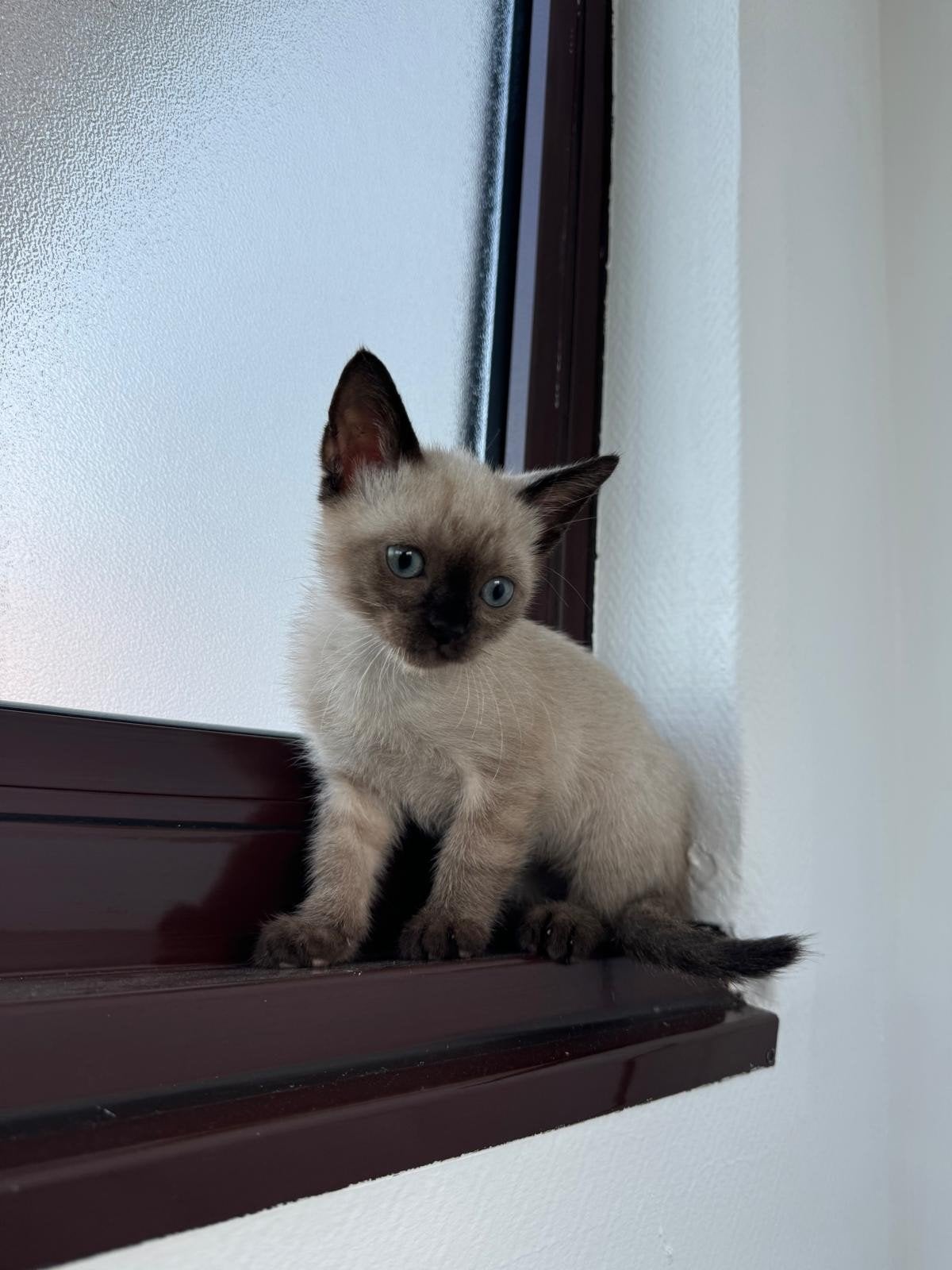 chaton siamois, Chatte ou Chat, Vermifugé, 0 à 2 ans