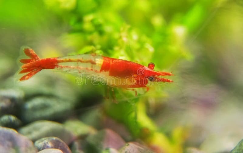 Rood-doorzichtige garnaaltjes, Dieren en Toebehoren