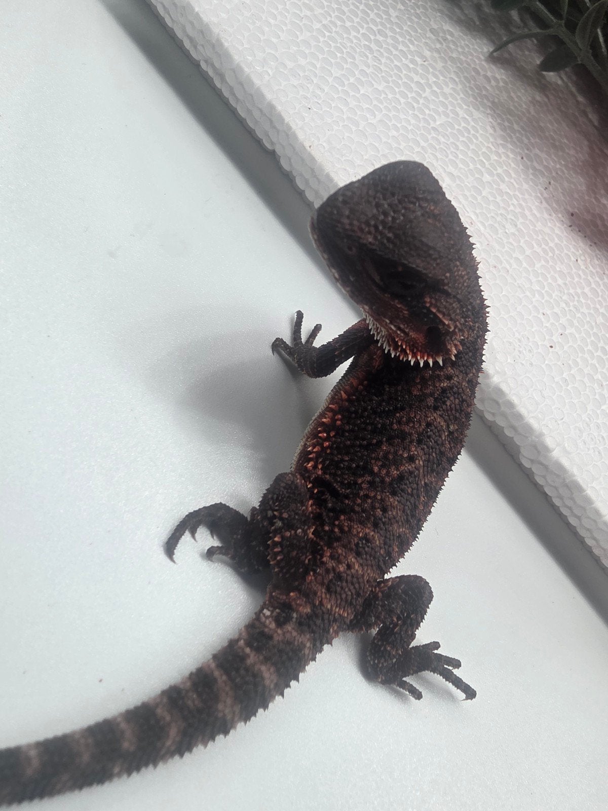 dark red monster, het hypo, man, Animaux & Accessoires, Reptiles & Amphibiens
