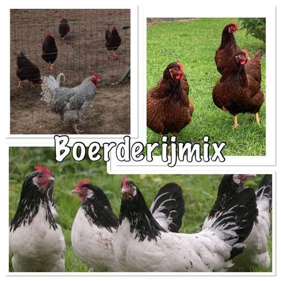 Grote gezonde boeren mix Broedeieren, Dieren en Toebehoren, Pluimvee | Toebehoren, Ophalen of Verzenden