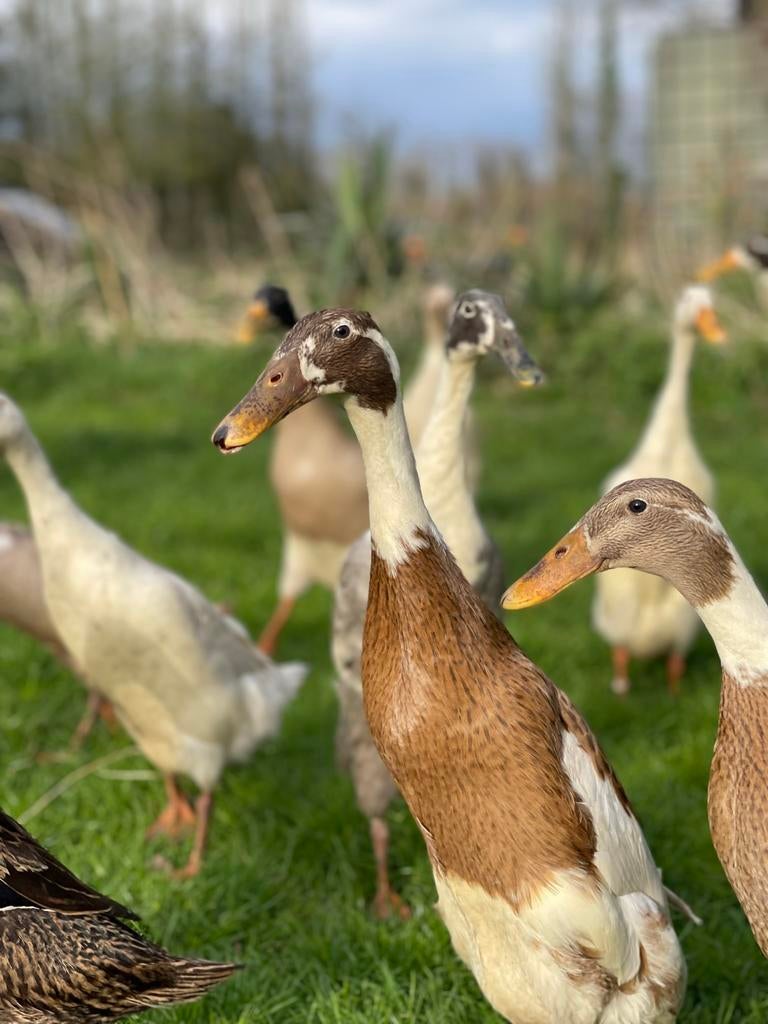 Broedeieren Indische loopeend (kuifgen mogelijk), Geslacht onbekend, Eend