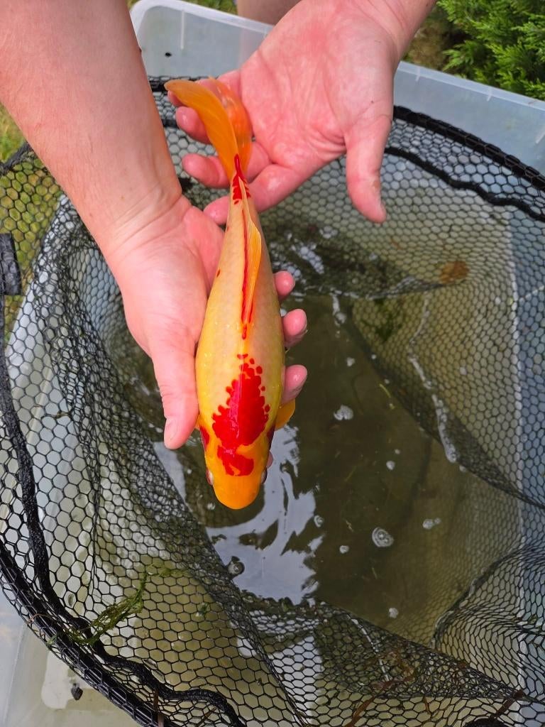 Mooie goudvis 29 cm – eigen kweek, Animaux & Accessoires, Poissons | Poissons d'étang, Poisson(s) rouge(s)