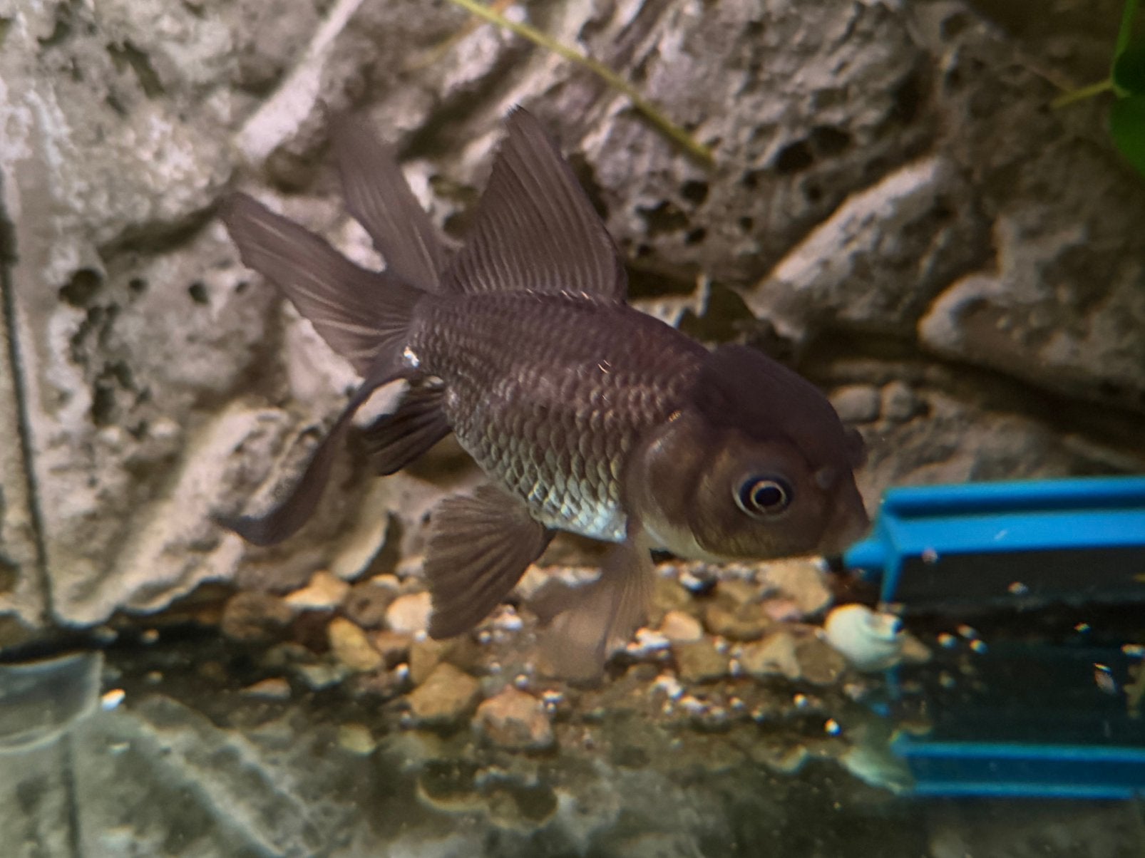 Goudvis oranda zilver