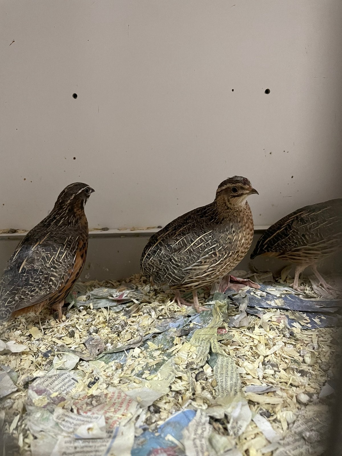 Harlekijn kwartel, Dieren en Toebehoren, Meerdere dieren