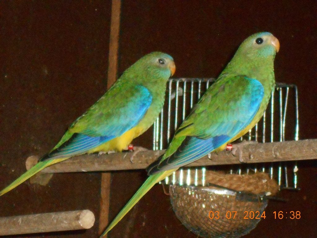 couple de perruches turazines 2026, Plusieurs animaux, Perruche, Bagué