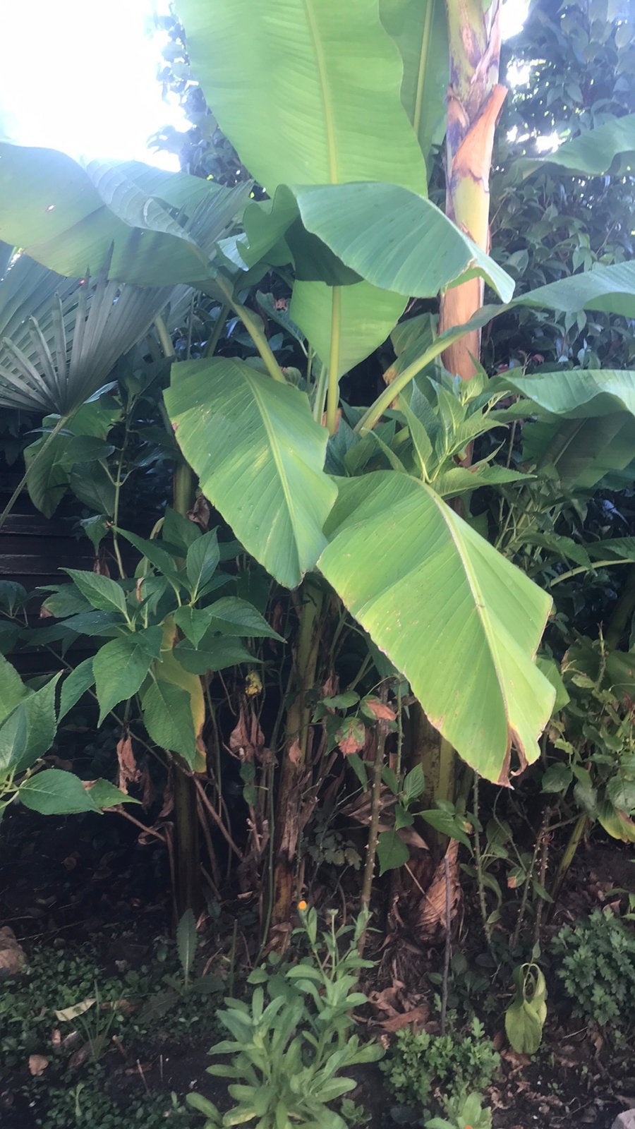 Mooie Bananenplanten, Tuin en Terras, Ophalen of Verzenden
