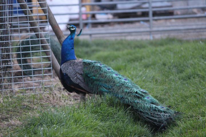 Pauwen, Dieren en Toebehoren, Meerdere dieren, Overige soorten