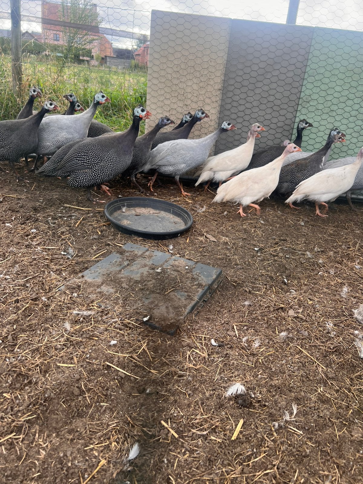 Parelhoenen, Meerdere dieren, Overige soorten