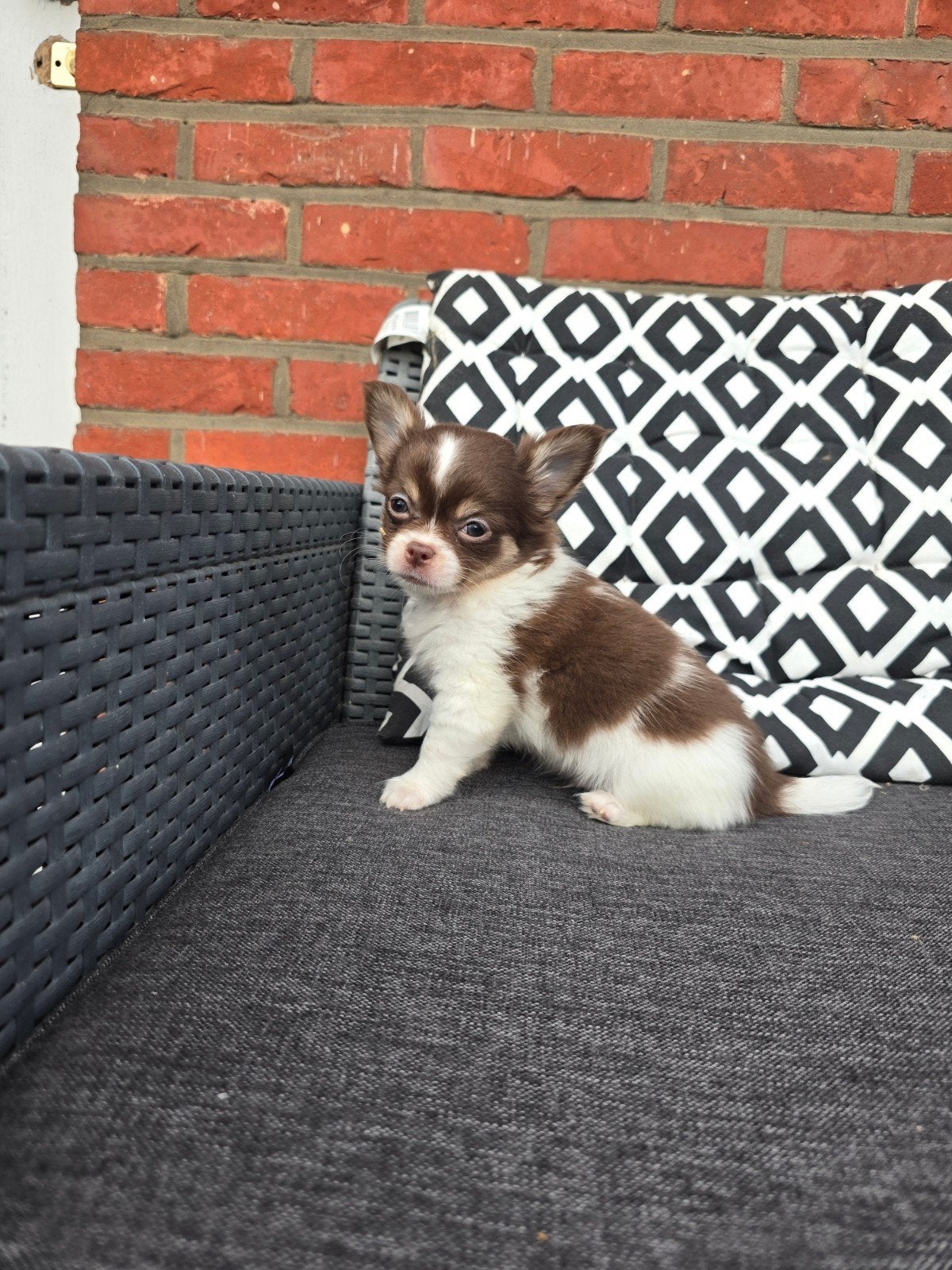 Wit/bruin langhaar chihuahua reutje, Dieren en Toebehoren, Honden | Chihuahua's en Gezelschapshonden, Fokker | Professioneel, Meerdere