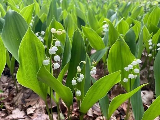 Meiklokjes, Tuin en Terras, Ophalen