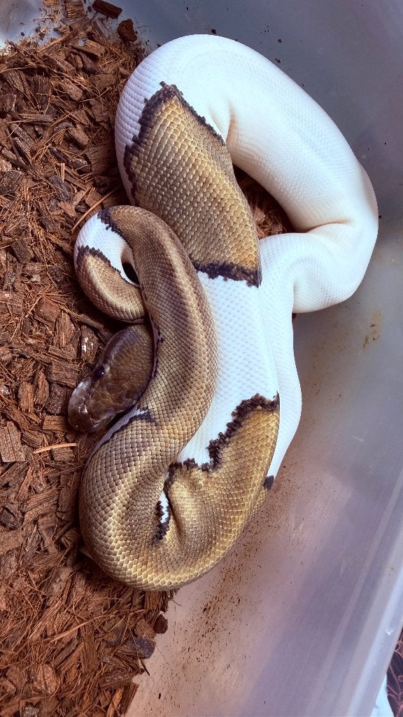 Verschillende ball pythons te koop Ball Python photo 20