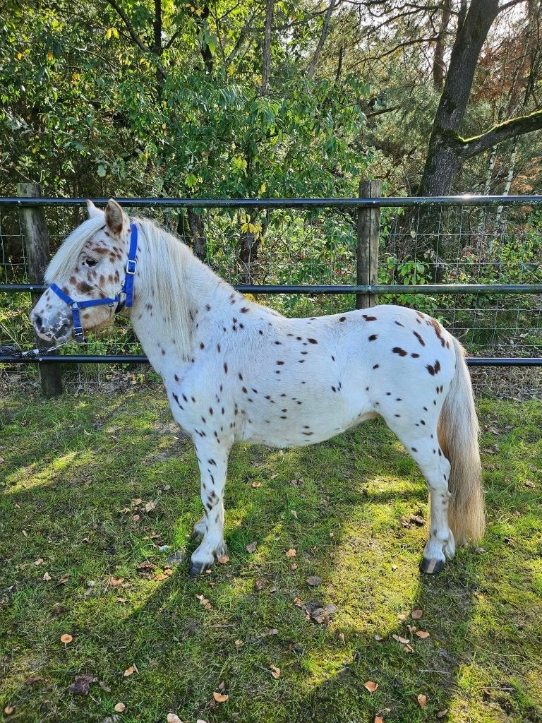 Panterbonte Appaloosa hengst met stamboom - Veulenkampioen, Dieren en Toebehoren, Hengst, Met stamboom, 0 tot 2 jaar