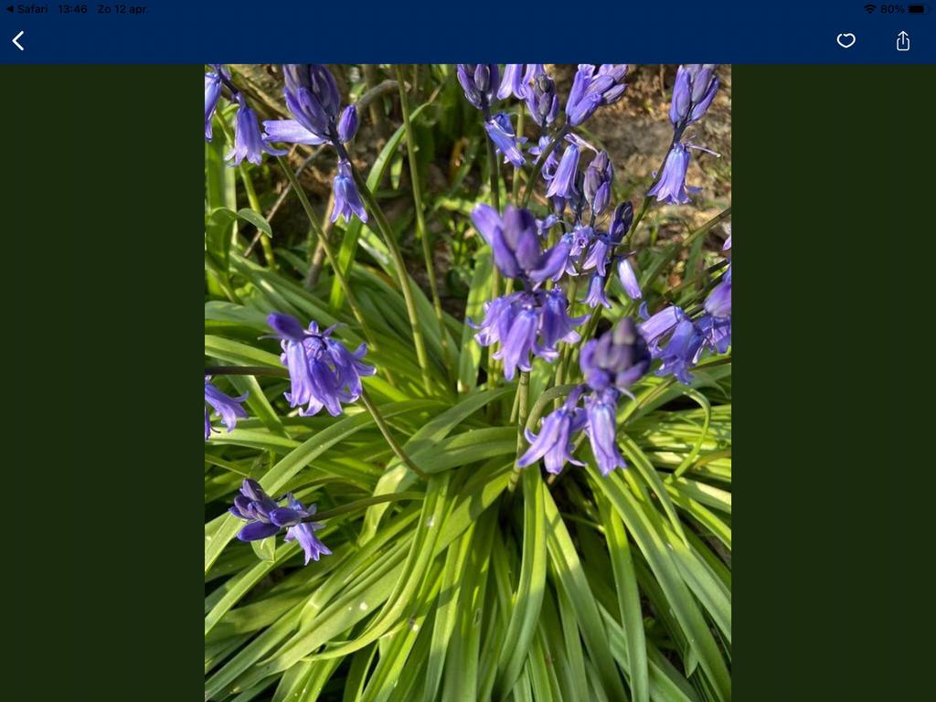 Boshyacinten in pot, Ophalen