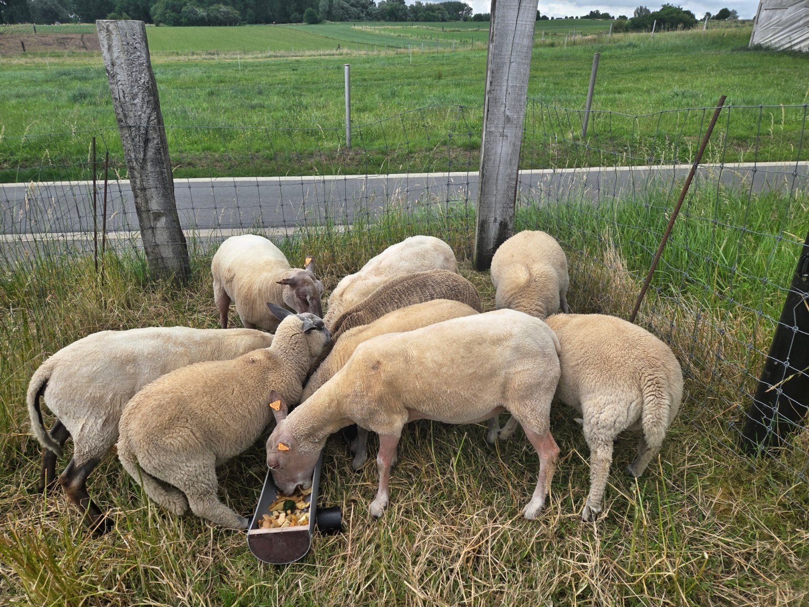 8 bok lammeren te koop, Animaux & Accessoires, Moutons, Chèvres & Cochons