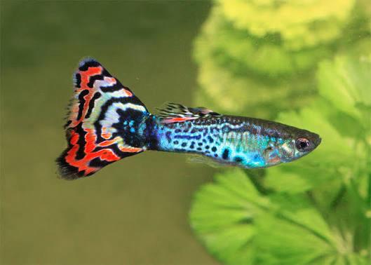 Guppy, Poisson, Poisson d'eau douce, Banc de poissons